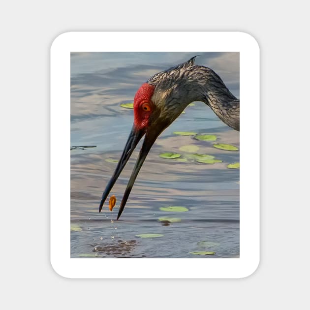 Feeding Sandhill Crane Magnet by joesaladino