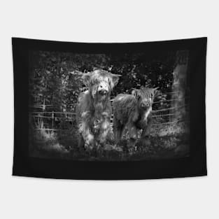 highland cows Tapestry