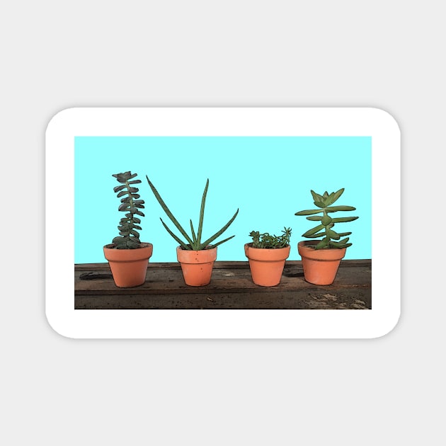 Succulents in Terra Cotta Magnet by aldersmith