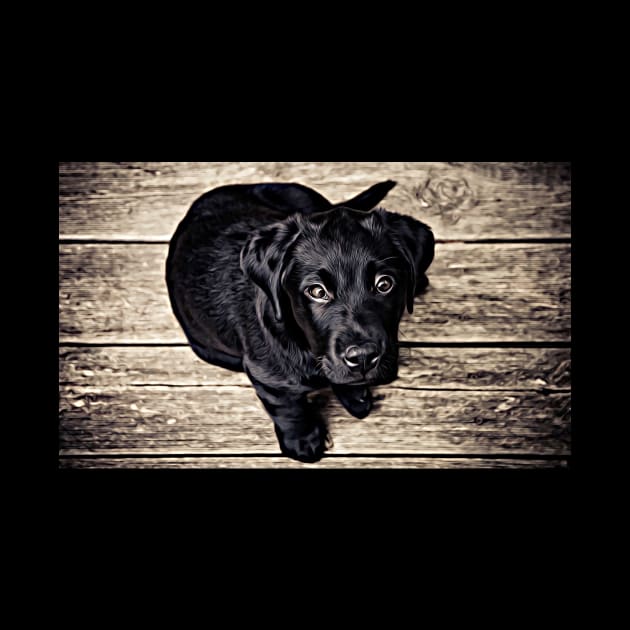 Wow! What A Beautiful Black Puppy Dog by cameradog