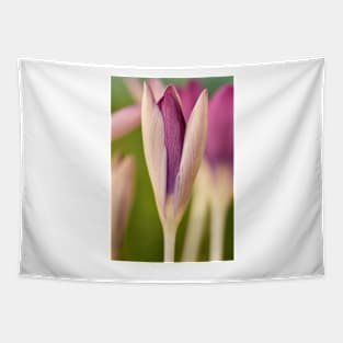 Crocus tommasinianus &#39;Roseus&#39; Tapestry