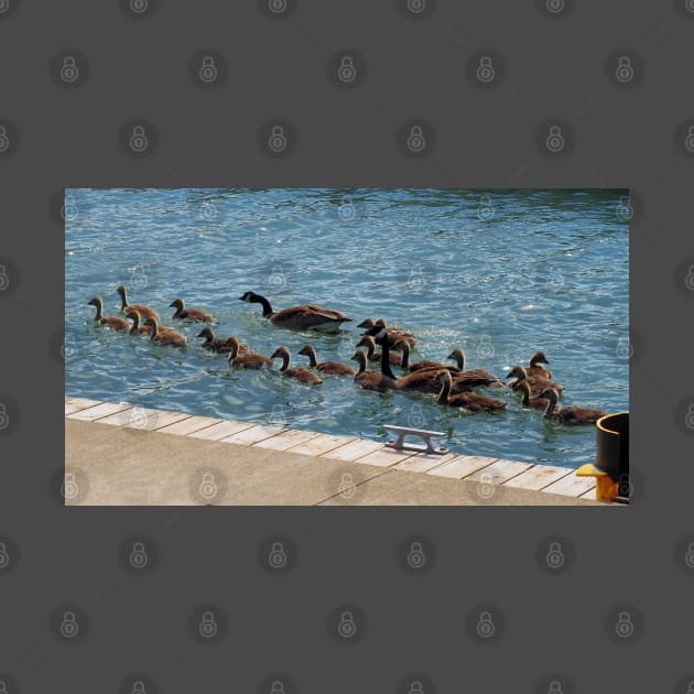 A Lot of Canada Geese Goslings Swimming by BackyardBirder