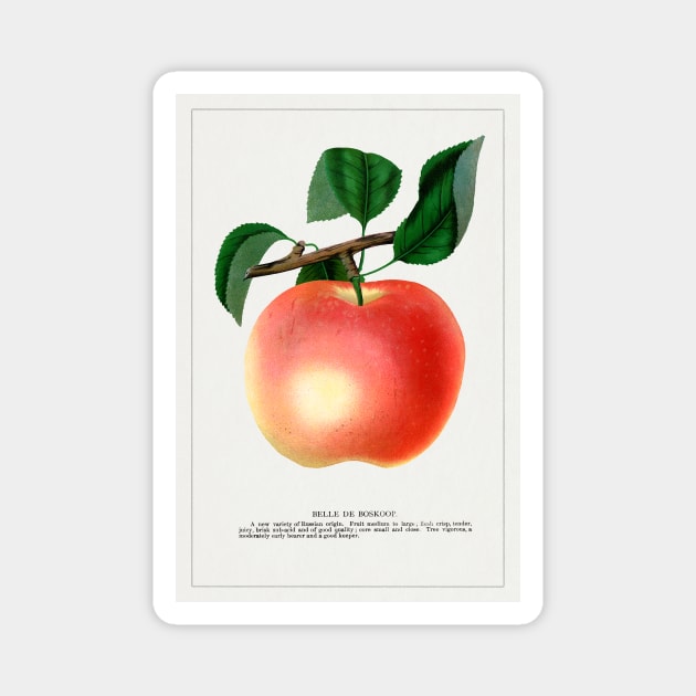 Belle De Boskoop Apple Lithograph (1900) Magnet by WAITE-SMITH VINTAGE ART