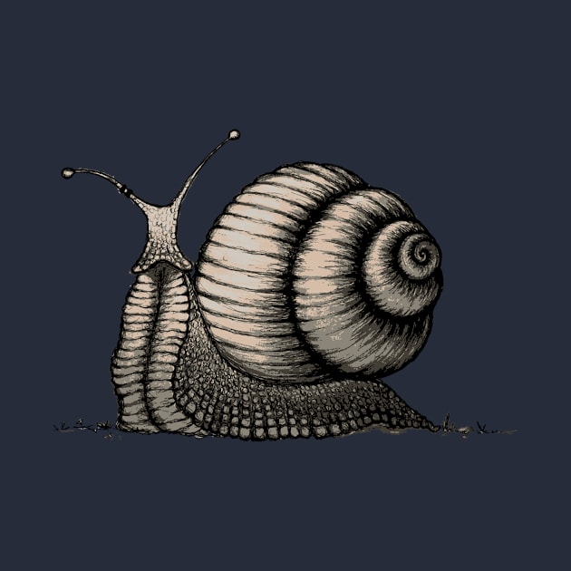 Snail by mangulica