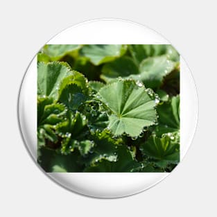 Garden Lady's-mantle Pin