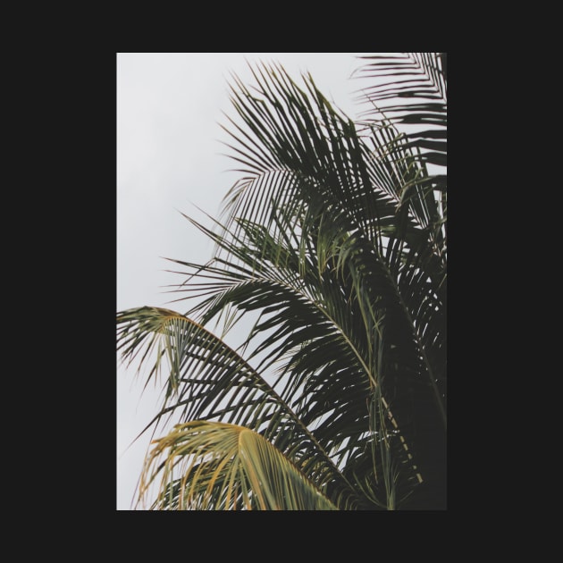 palm tree by mcmetz