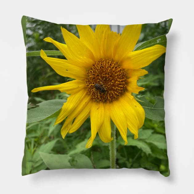 Ragged Beauty Pillow by Amanda1775