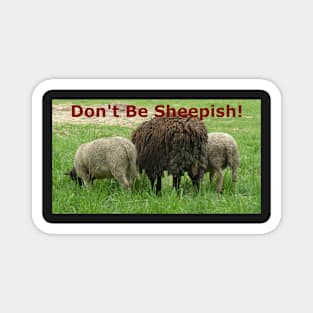 The Backsides of 3 Sheep: Don't Be Sheepish! Magnet