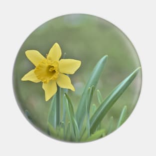 Lone Daffodil Pin