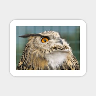 Eagle Owl Portrait Magnet