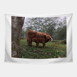 Scottish Highland Cattle Cow and Calf 1554 Tapestry