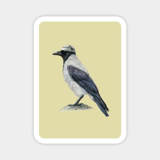 Hooded crow Magnet