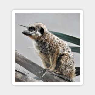 Meerkat Magnet