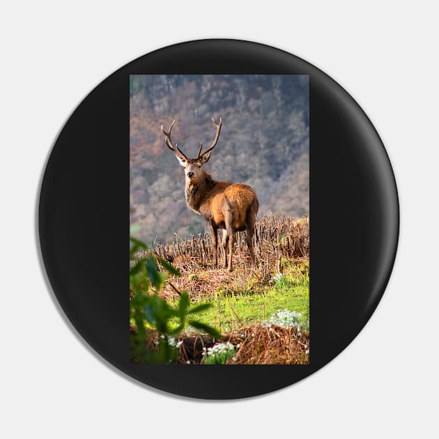 Red Deer Stag Pin by Graz-Photos