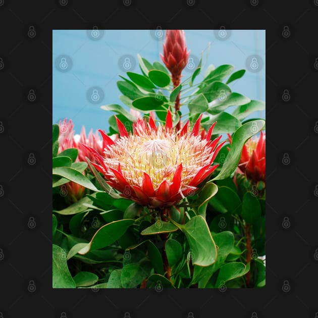 Protea Cynaroides Flower by jojobob