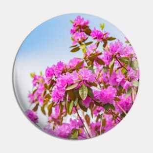 Vibrant Pink Rhododendron Blossoms and Blue Sky Pin