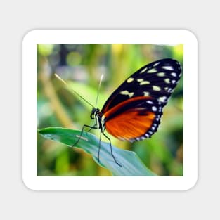 Macro Orange and Black Butterfly Magnet