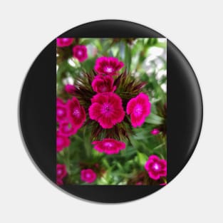 Blossoming garden carnation, magenta color print Pin