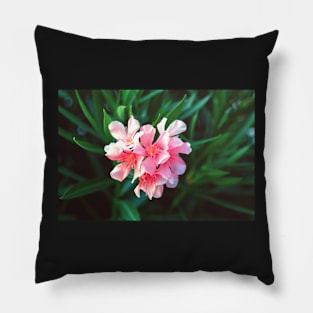 Pink Nerium oleander flower against natural green background Pillow