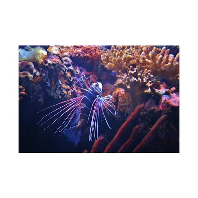 Radiata Lionfish by Cynthia48