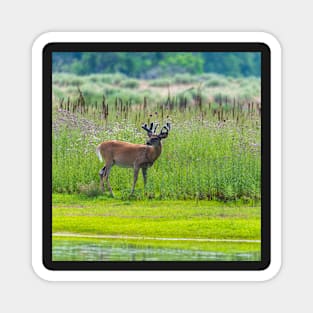 Peaceful Buck Magnet