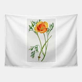 California poppy - Botanical Illustration Tapestry