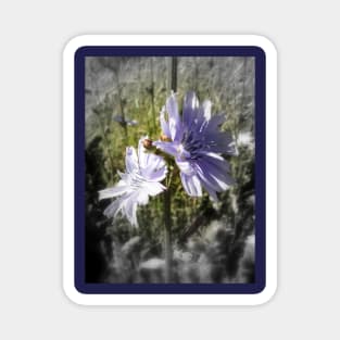 chicory flowers 4 Magnet