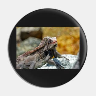 Open Mouthed Iguana on Rock Pin