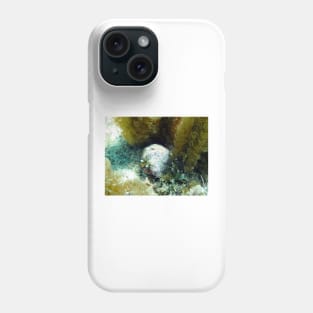 Star Eye Hermit Crab Phone Case