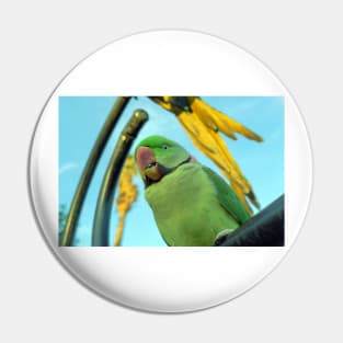 green macaw Pin