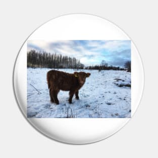 Scottish Highland Cattle Calf 1606 Pin