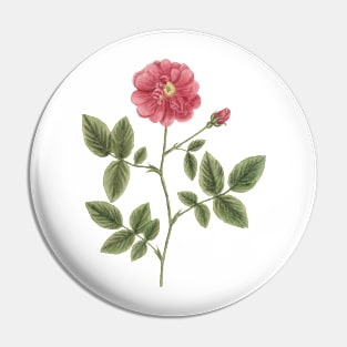 Wild Rose Flower Vintage Botanical Illustration Pin