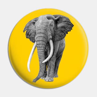 Bull elephant - Drawing In Pencil On Vintage Yellow Pin