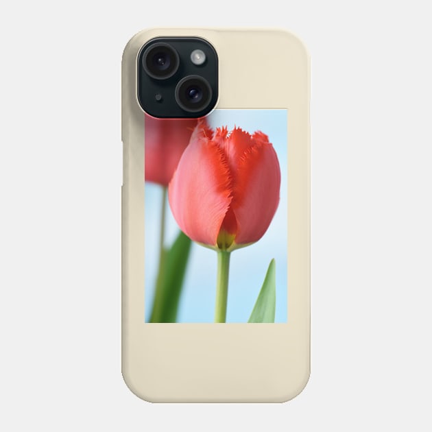 Tulipa  &#39;Crystal Beauty&#39;   Fringed Tulip Phone Case by chrisburrows