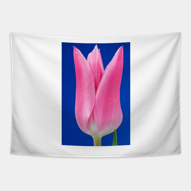 Tulipa  &#39;China Pink&#39;  AGM   Lily-flowered Group  Tulip Tapestry by chrisburrows