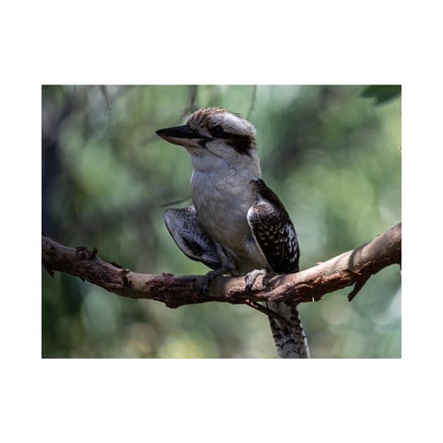 Cheeky Kookaburra by Memories4you