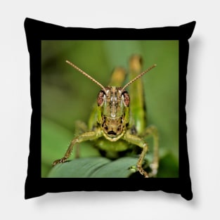 Grasshopper. Pillow