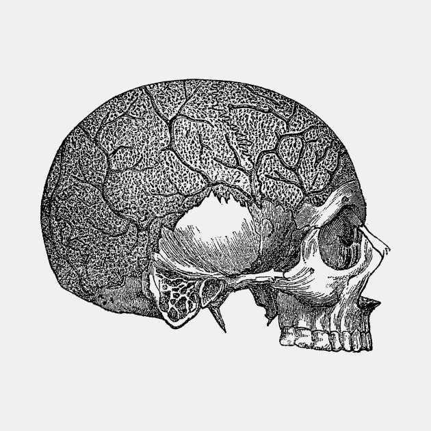 Vein and Skull Diagram - Vintage Anatomy by Vintage Anatomy Prints