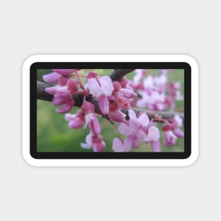 Pink Flowers Magnet