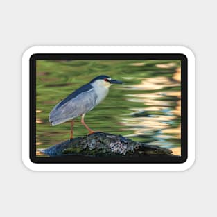 The Heron Portrait Magnet