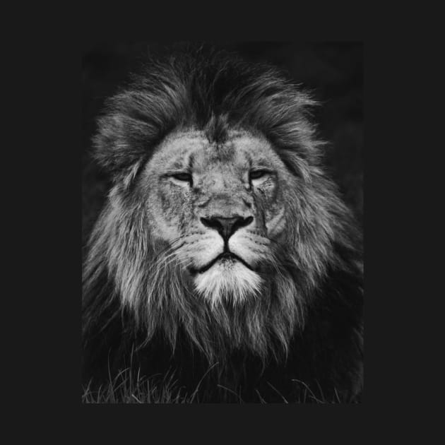 Lion | Unique Beautiful Travelling Home Decor | Phone Cases Stickers Wall Prints | Scottish Travel Photographer  | ZOE DARGUE PHOTOGRAPHY | Glasgow Travel Photographer by zohams