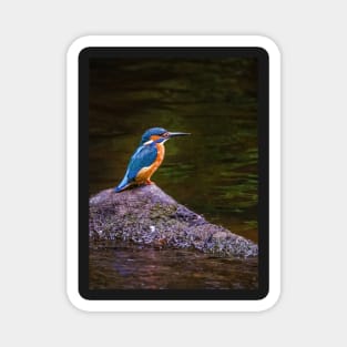 Kingfisher Magnet