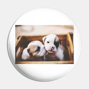 The cutest puppy box Pin