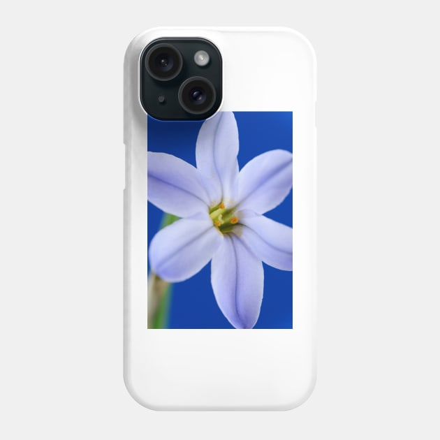 Ipheion  &#39;Rolf Fiedler&#39;  AGM  Spring starflower Phone Case by chrisburrows