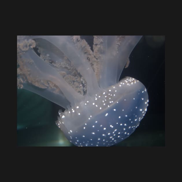 Speckled Jellyfish Photo Print And Others by nhitori