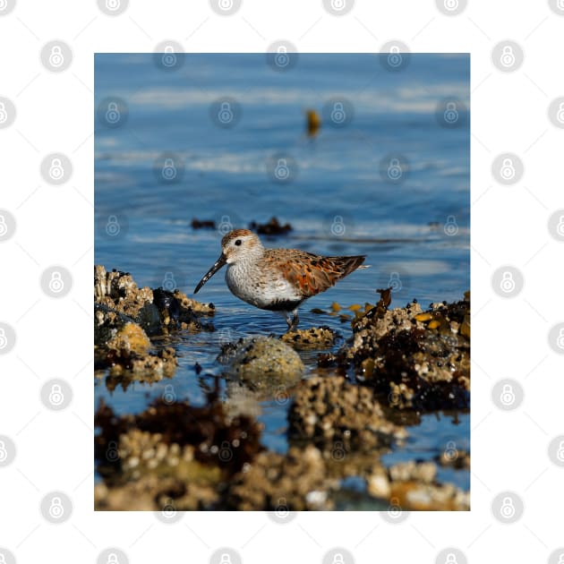 A Solitary Dunlin at the Jetty by walkswithnature