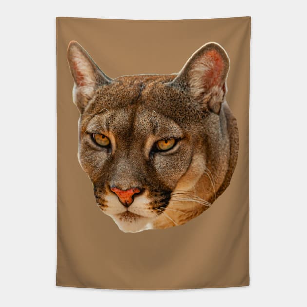 Mountain Lion stare Tapestry by dalyndigaital2@gmail.com