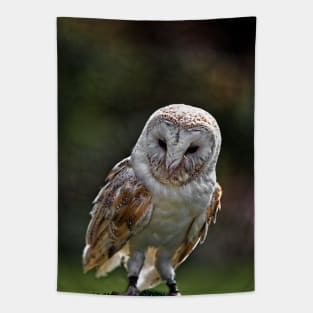 Barney, A Small but Frisky Owl Tapestry