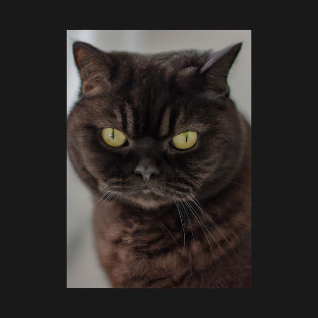 British Shorthair Green Eyes by maxcode