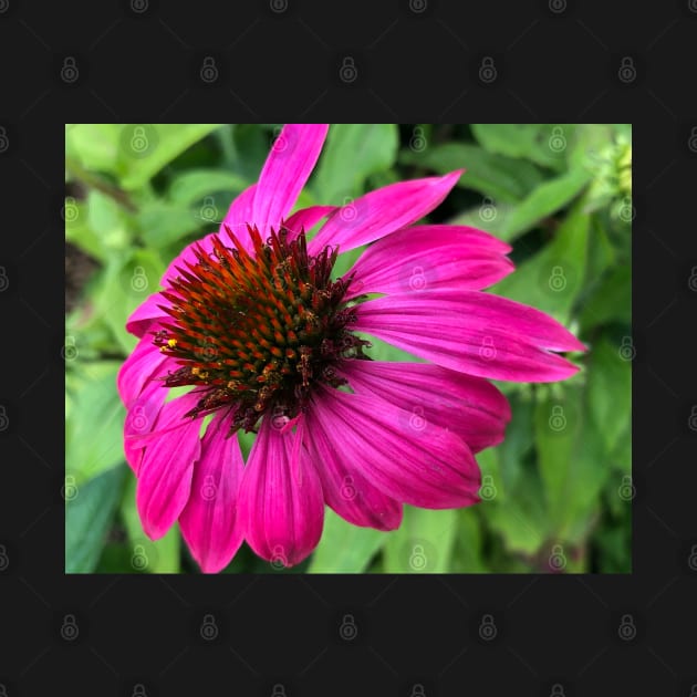 Rise and Shine with Pink Echinacea by Photomersion